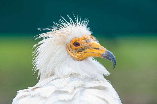 Ave rapaz buitre blanco mirando a c&aacute;mara, con fondo verde