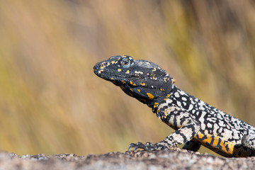 Rock Agama Lizard