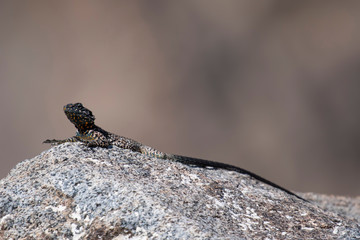 Rock Agama Lizard
