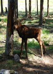 Elchkalb