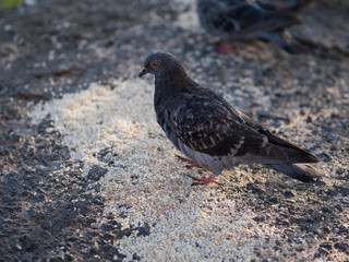 Pigeon feeding outdoor. Selective focus.