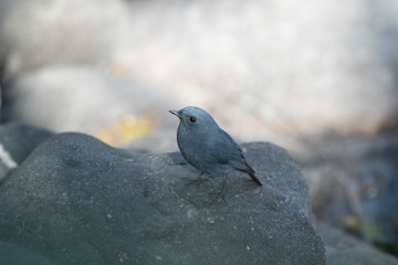 Plumbeous water redstart