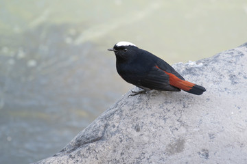 White-capped redstart