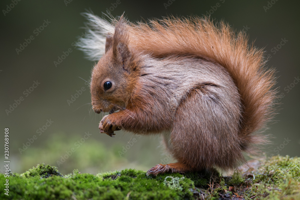 Aufkleber A close up of a red squirrel sitting on grass. It is a typical pose with the bushy tail over its back. The image almost fills the entire frame