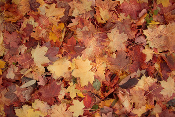 colorful fallen autumn leaves on the ground