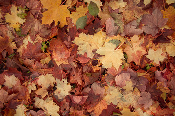 colorful fallen autumn leaves on the ground