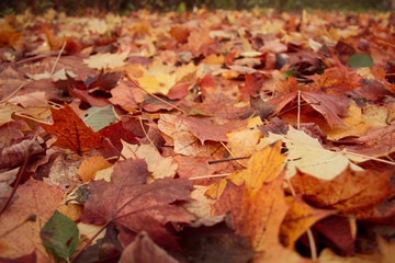 colorful fallen autumn leaves on the ground