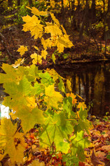 beautiful colorful autumn leaves in forest