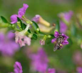 Bee gathering honey