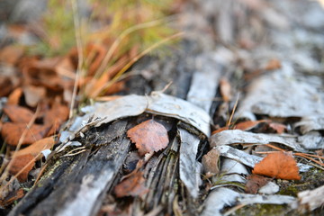 autumn forest, foliage