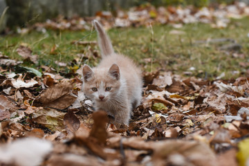 Curious little kitten play in the autumn leaves. Adorable yellow kitten posing outdoors 