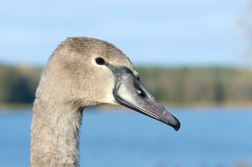 Horizontal close-up portrait image of a beautiful gray colored Cygnus olor (mute swan, Hockerschwan) juvenile swimming in the lake on a warm and sunny autumn day