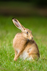 European Brown hare in meadow