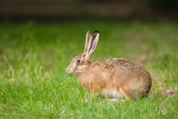 European Brown hare in meadow