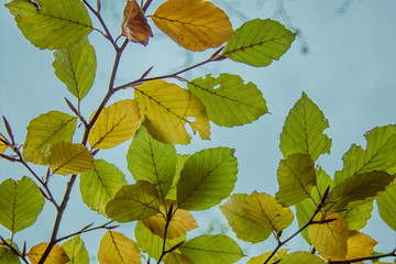 beautiful colorful autumn leaves in forest