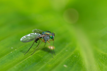 Long legged fly stand on green leaves, small green fly.