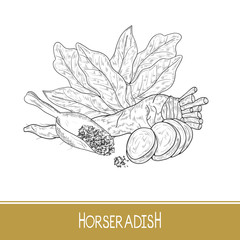 Horseradish. Sketch. Root, leaves, slice, scoop. Monochrome. 