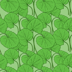 Fototapeta premium Gotu kola. Leaves. Sketch. Background, wallpaper, texture, seamless.
