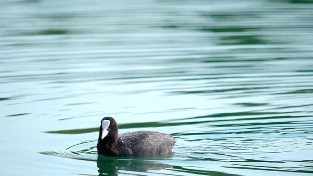 Bl&auml;sshuhn schwimmt