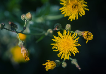 Yellow dandelion flower. Macro with shallow depth of field.
