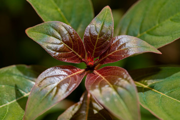 Tropical leaves texture background.