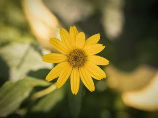 Yellow flower. Selective focus with shallow depth of field.