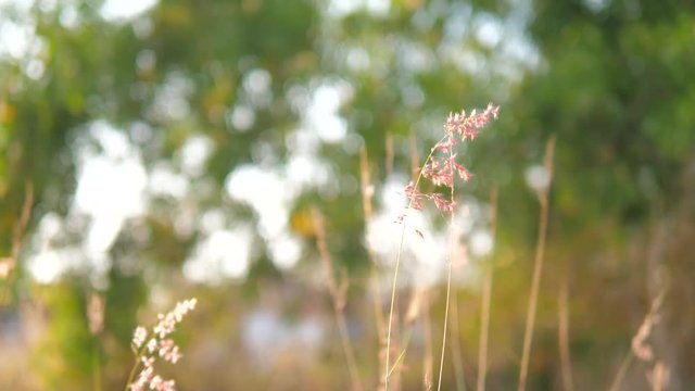 Flowering grass on the background blurred.