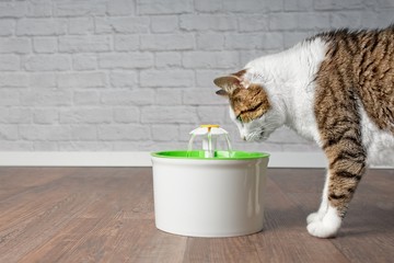  Thirsty tabby cat drinking water from a pet drinking fountain. Side view with copy space. - obrazy, fototapety, plakaty