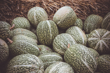 Cucurbita ficifolia squashes (fig-leaf gourd) on straw
