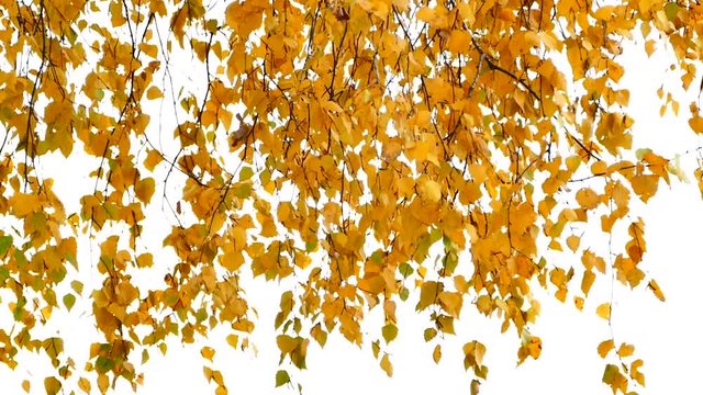 Autumn. Yellow leaves on tree branches. The wind flutters a birch on the water of a lake. Beautiful autumn landscape.