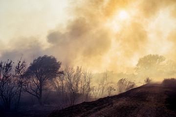 Naklejka na ściany i meble Forest fire, nature disaster