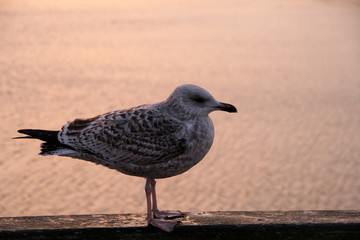 Möwe Profil