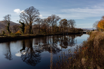 Bare trees on canalside