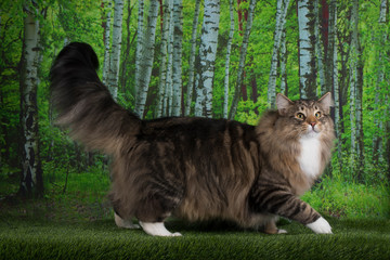 Fototapeta premium Kot norweski leśny spacerujący po brzozowym lesie