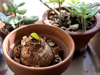 Amaryllis plant in a pot 