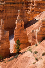 landscape on the bryce canyon in the united states of america
