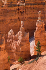 landscape on the bryce canyon in the united states of america
