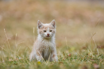 Curious little kitten play in the grass. Adorable yellow kitten posing outdoors in autumn