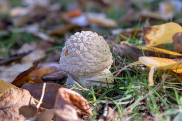 Golf ball mushroom close up