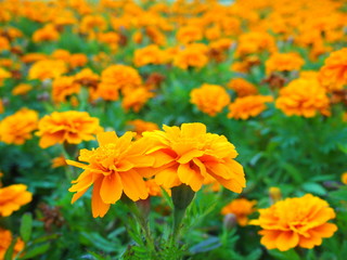 花壇のマリーゴールド