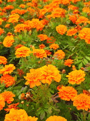 花壇のマリーゴールド