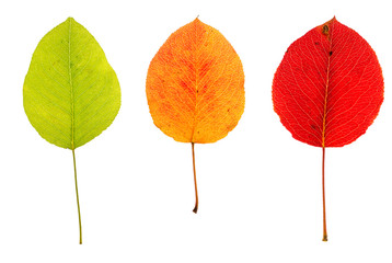 Three multicolored autumn leaves of pear on isolated