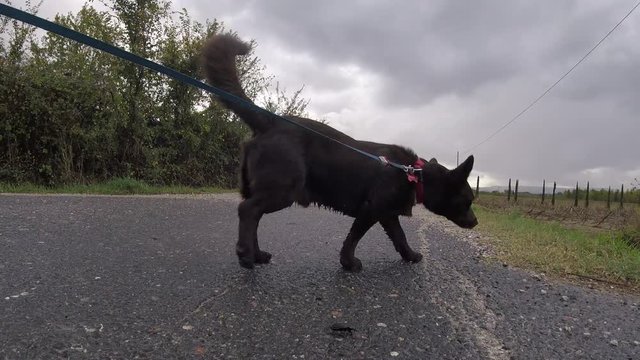 Cane e scarabeo