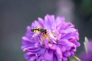 bee on flower