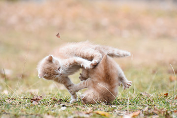 Naklejka na ściany i meble Two little kittens play outside. Playful kittens leaping to each other. Kittens fighting