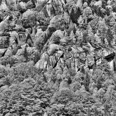 il bosco, Val Masino, Italia