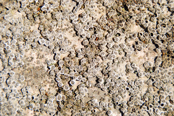 BELLOTAS DE MAR. BALANUS