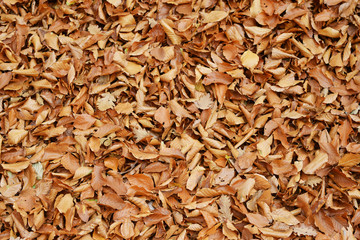 Golden leaves on the ground, beautiful colors of autumn 