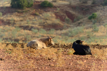 Bulls of Lidida in their herds.