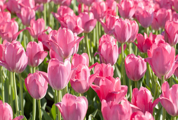 beautiful pink tulips blooming in the summer sunny field